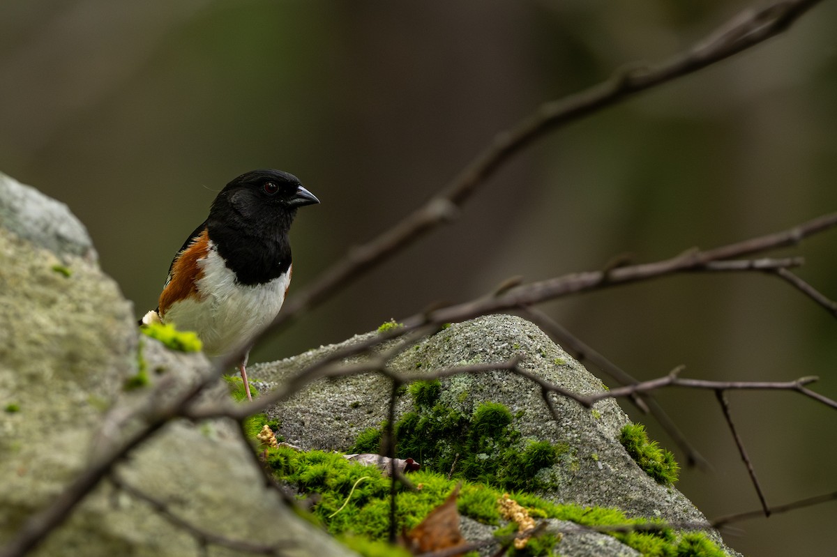 Eastern Towhee - ML636305482