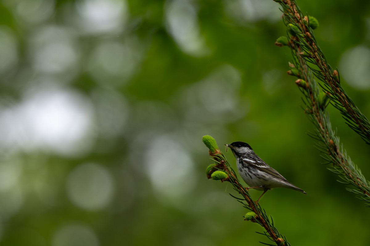 Blackpoll Warbler - ML636305495