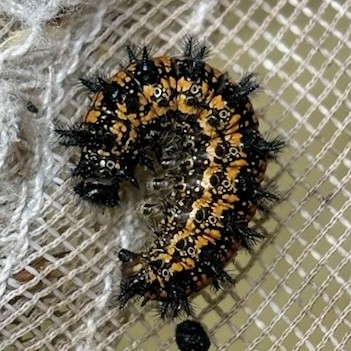 Insects - ML636305556