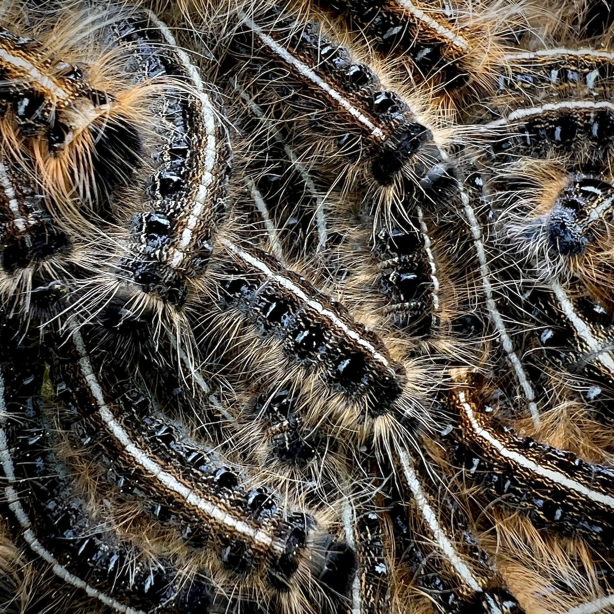 Insects - ML636305557