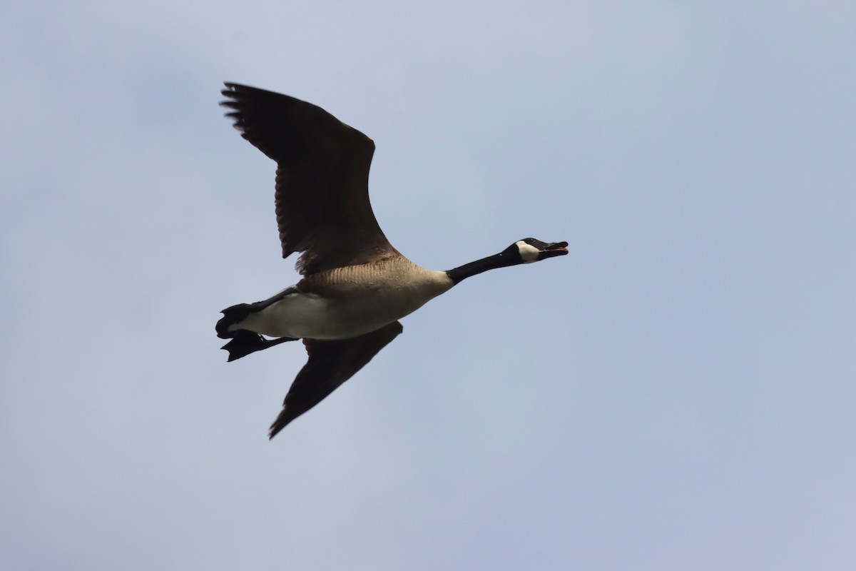 Canada Goose - ML636305619