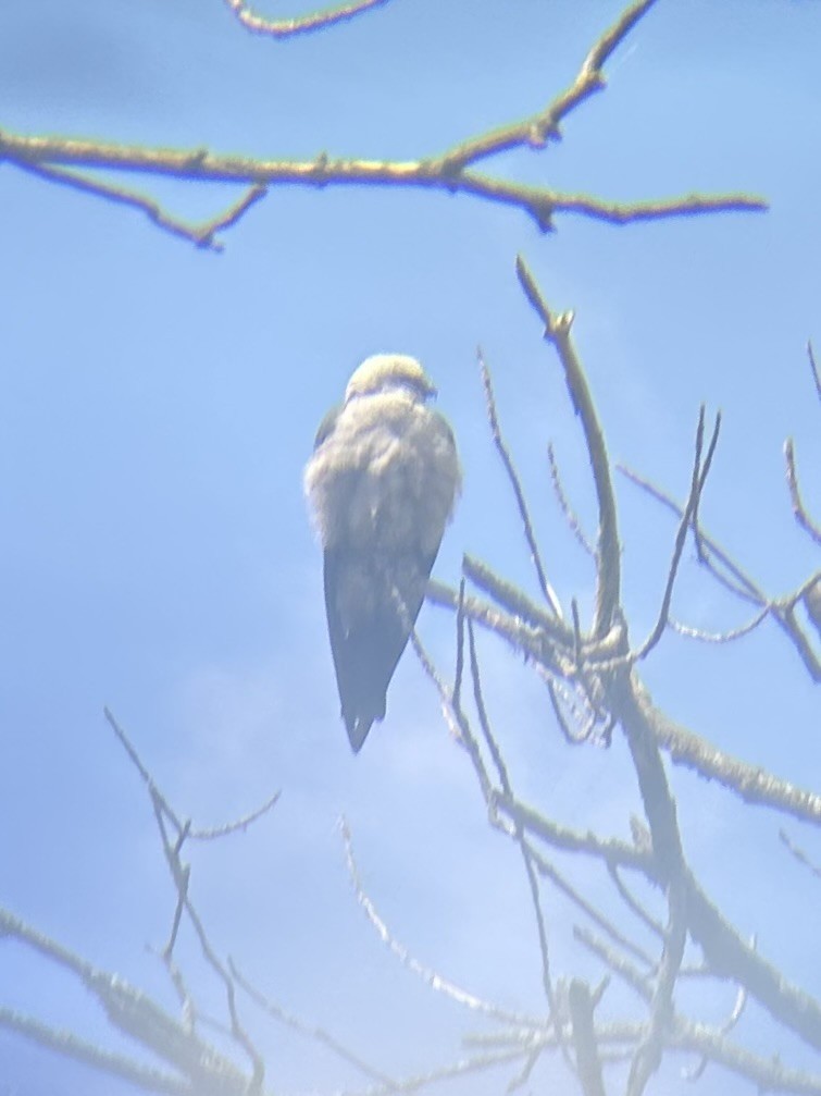 Mississippi Kite - ML636305620