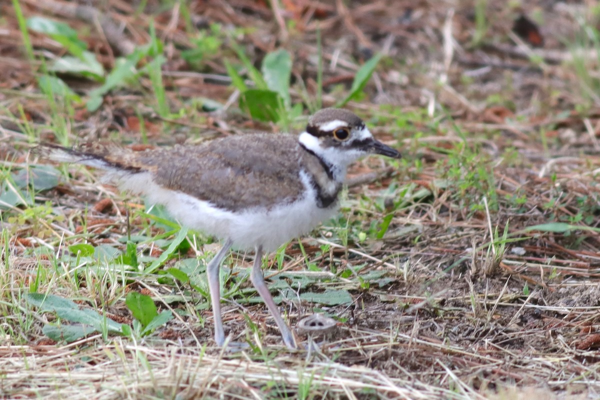 Killdeer - ML636305657