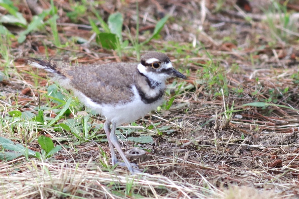Killdeer - ML636305658