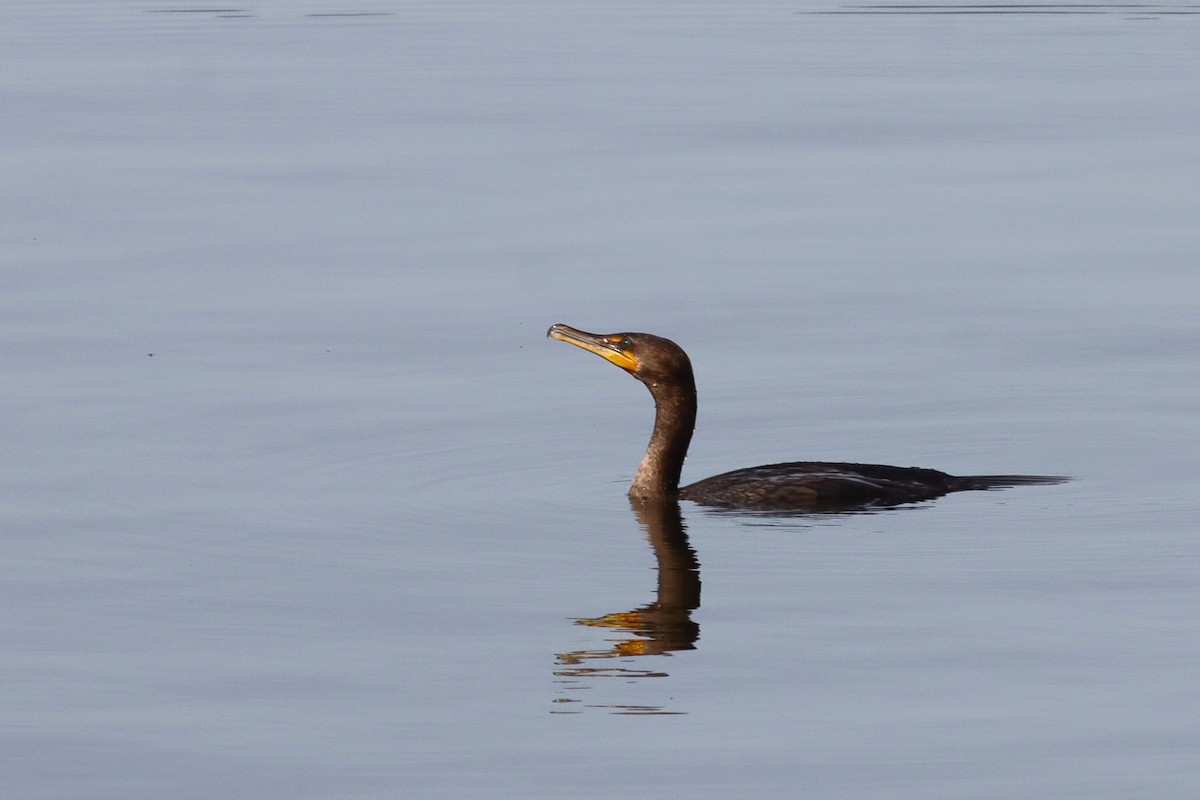 Double-crested Cormorant - ML636305695