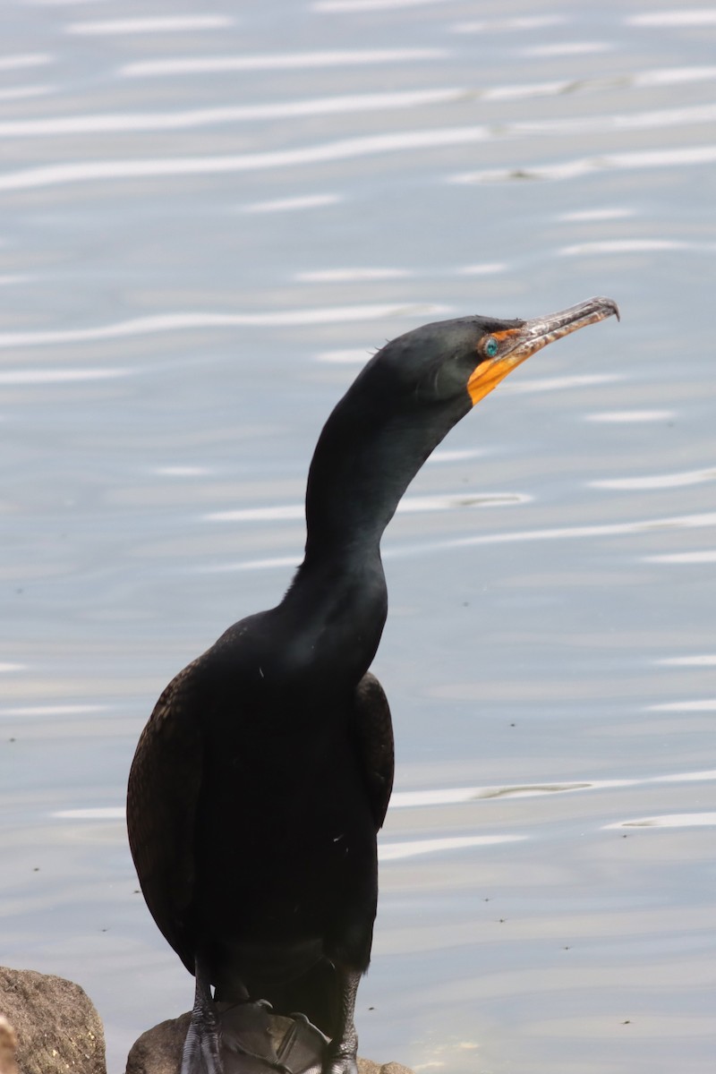 Double-crested Cormorant - ML636305696