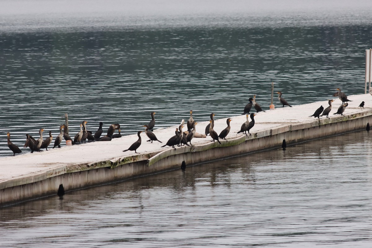 Double-crested Cormorant - ML636305697