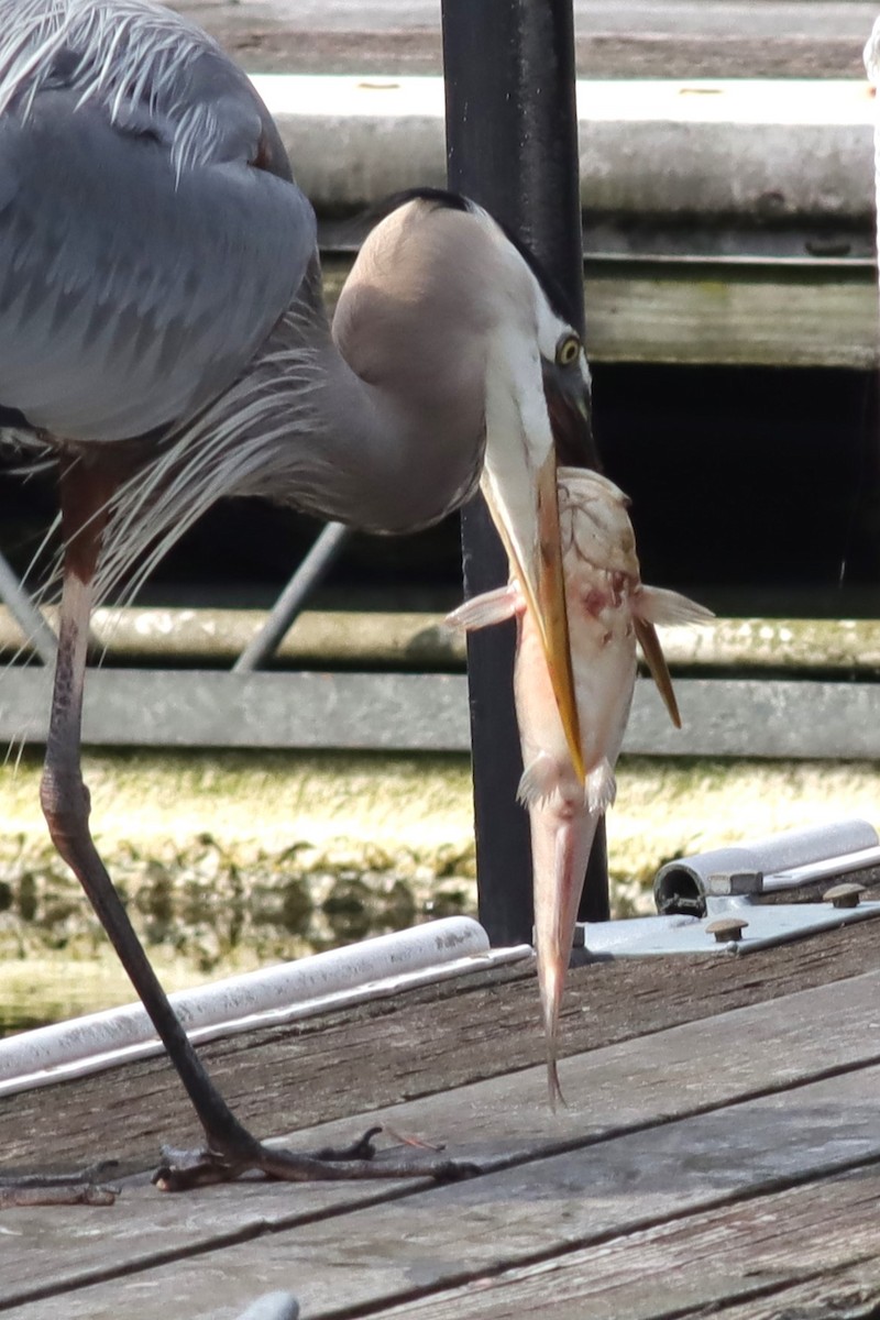 Great Blue Heron - ML636305721