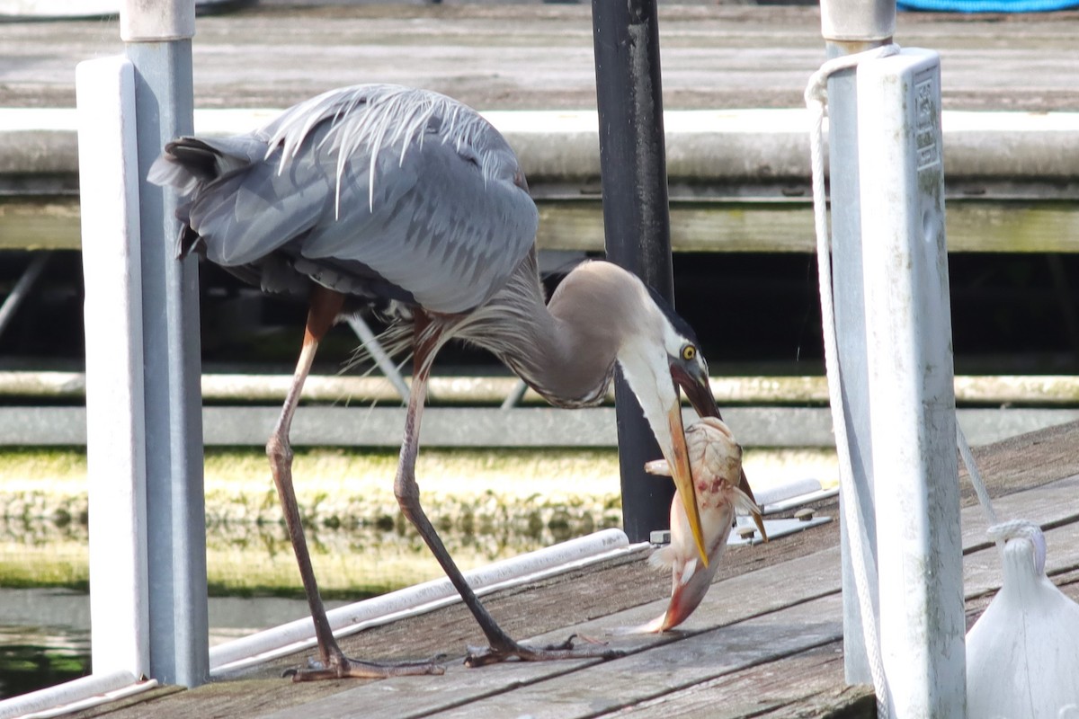 Great Blue Heron - ML636305722