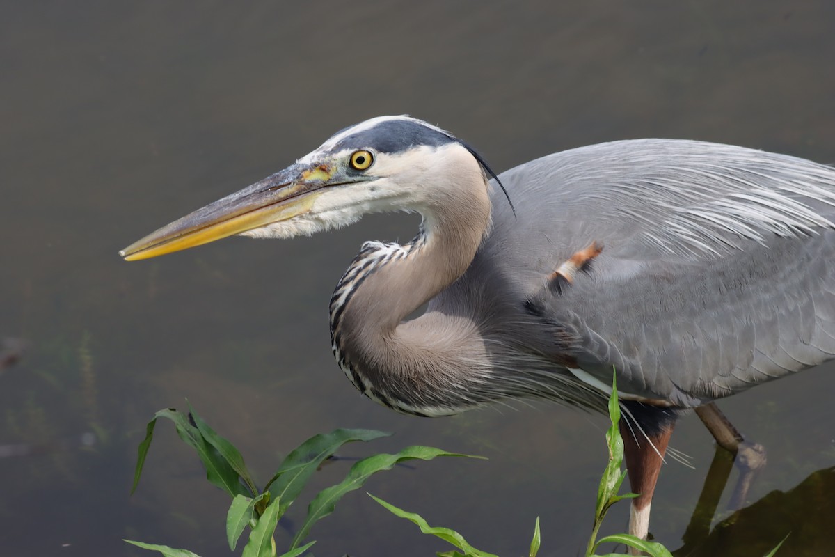 Great Blue Heron - ML636305724