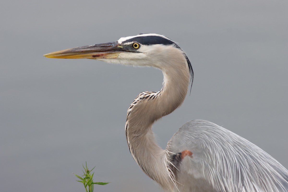 Great Blue Heron - ML636305726