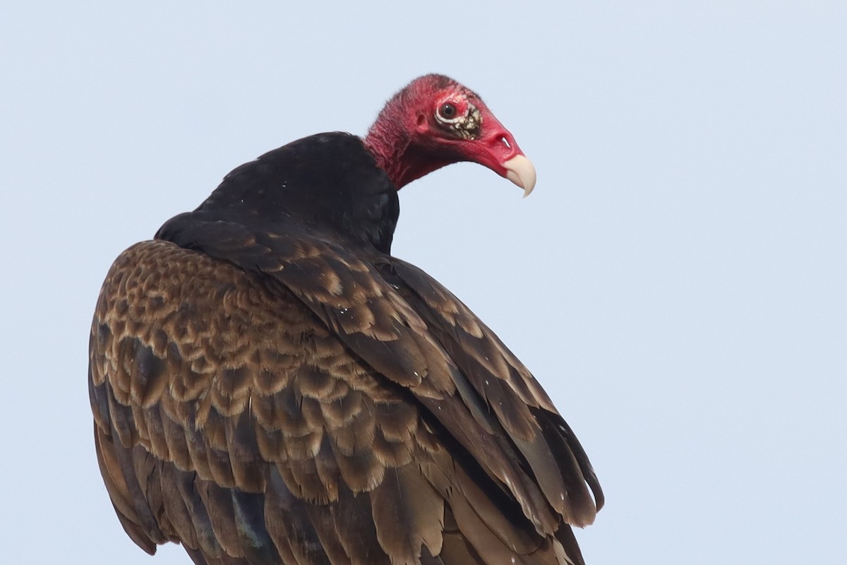 Turkey Vulture - ML636305761
