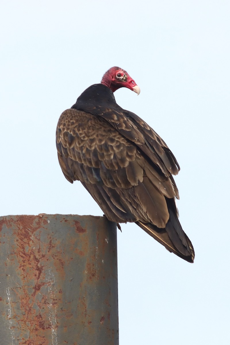 Turkey Vulture - ML636305762