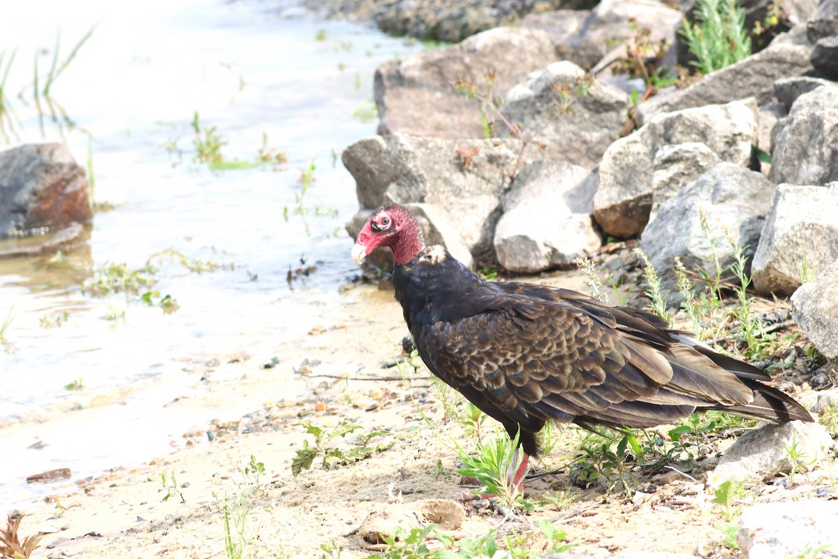 Turkey Vulture - ML636305763
