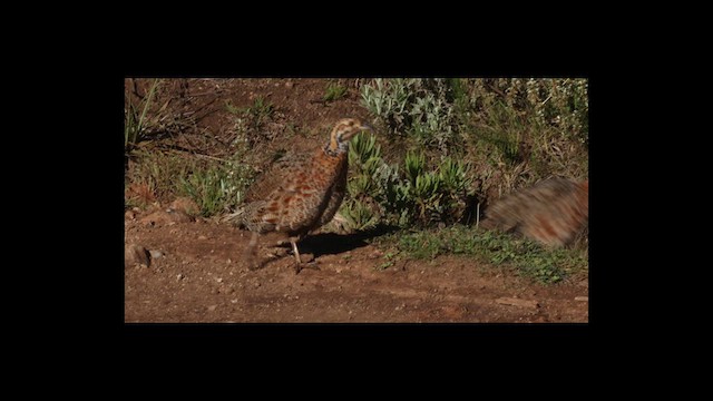 Elgon Francolin - ML636305781
