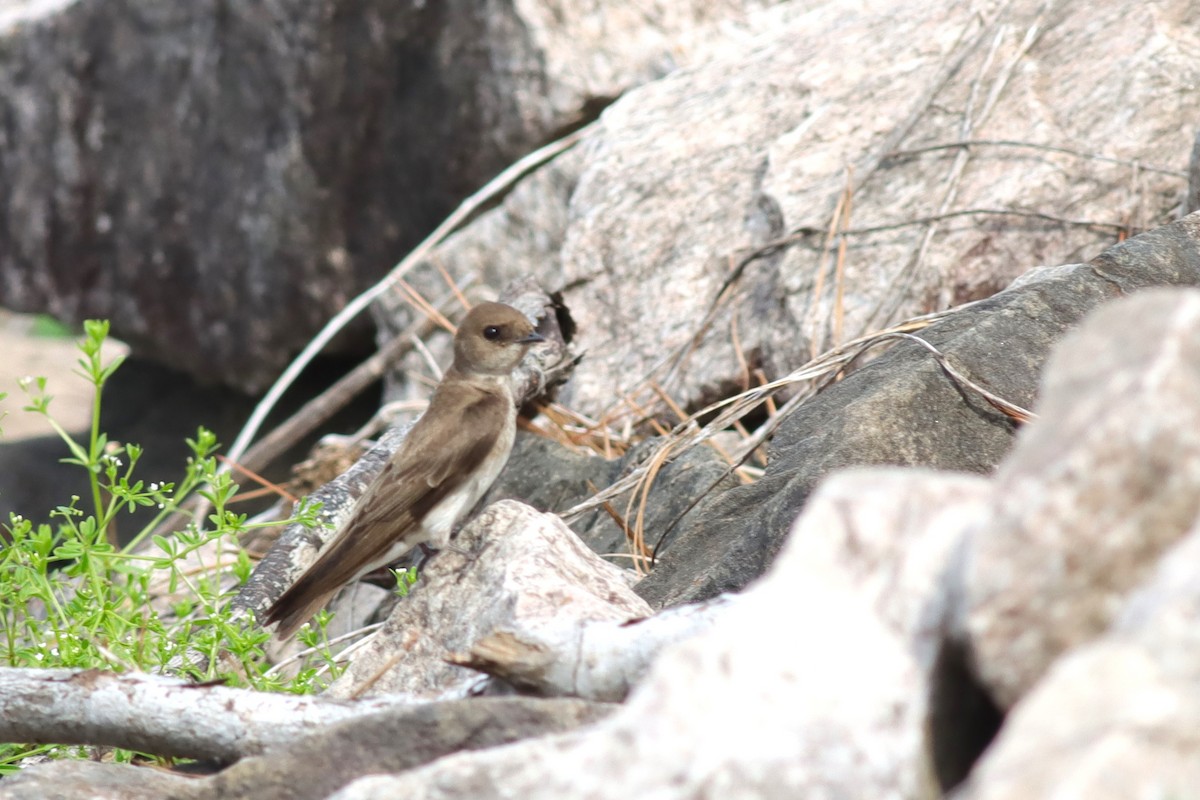 Northern Rough-winged Swallow - ML636305793