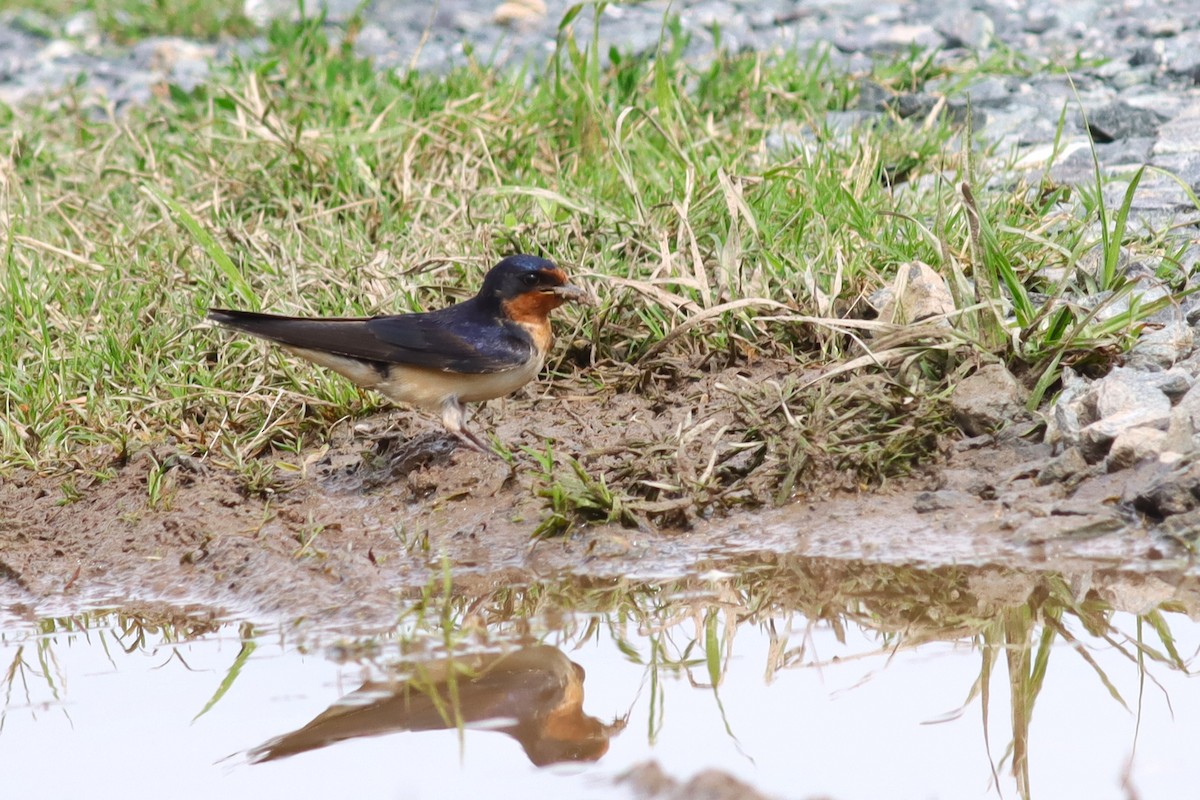 Barn Swallow - ML636305826