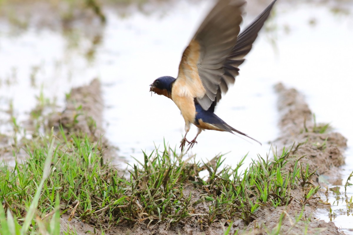 Barn Swallow - ML636305827