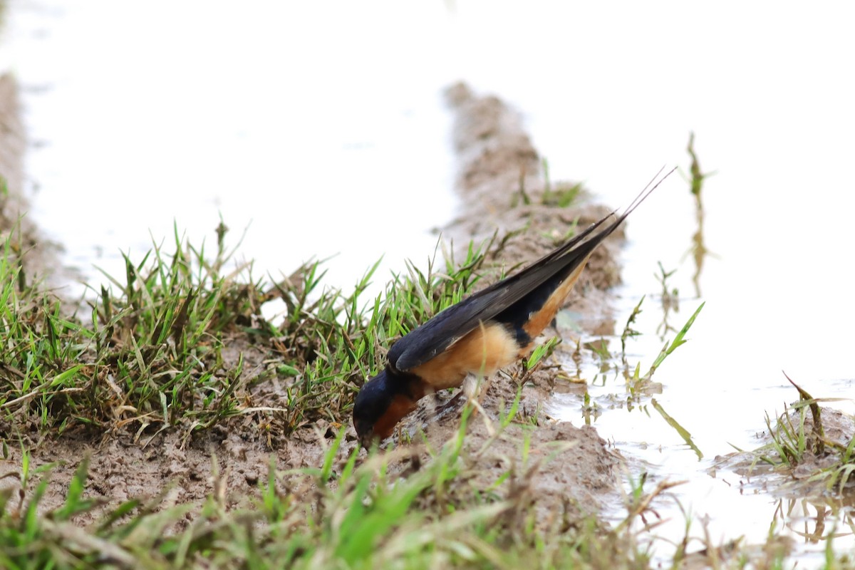 Barn Swallow - ML636305828