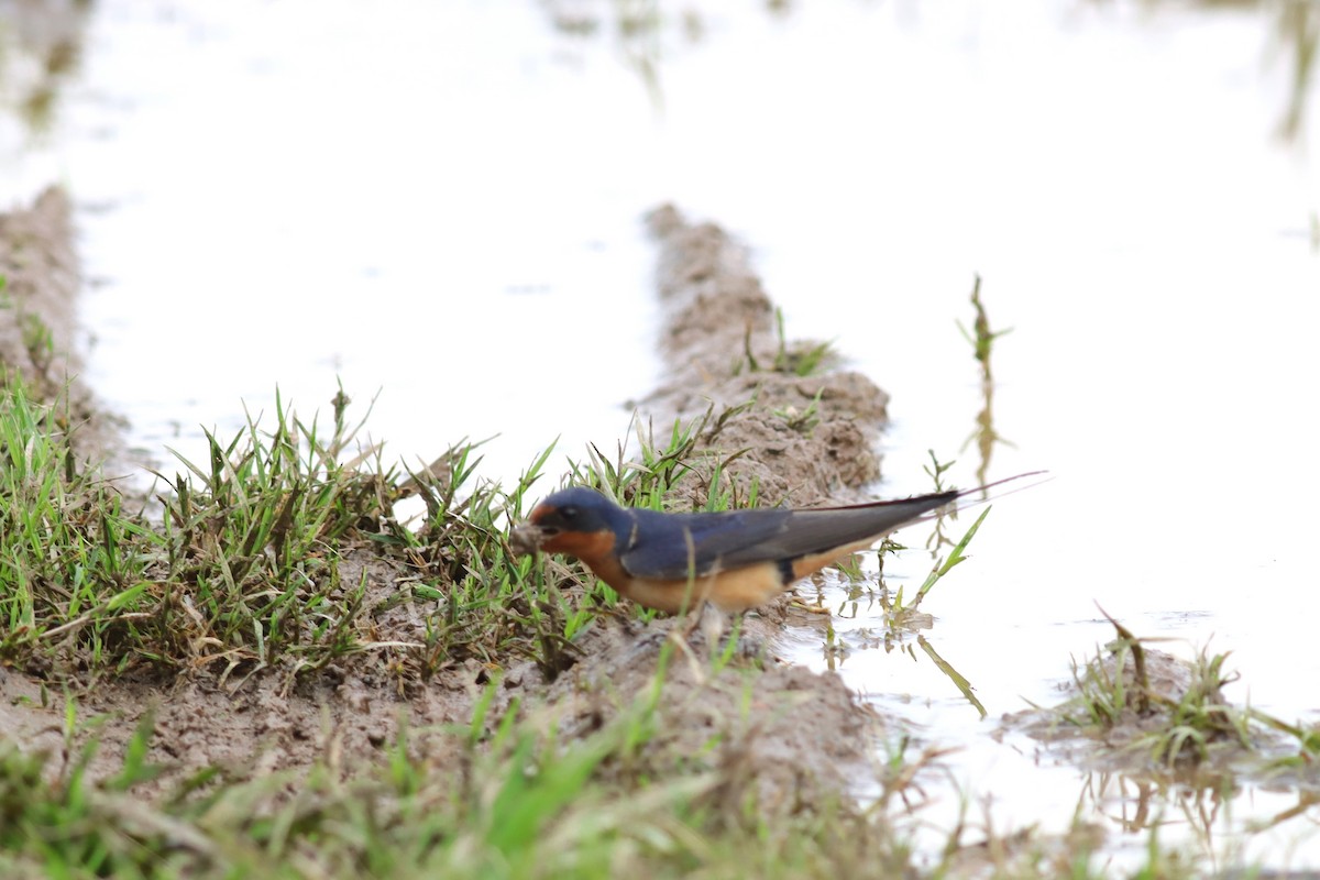 Barn Swallow - ML636305829