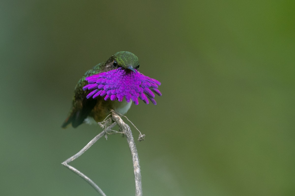 Wine-throated Hummingbird - ML636305843