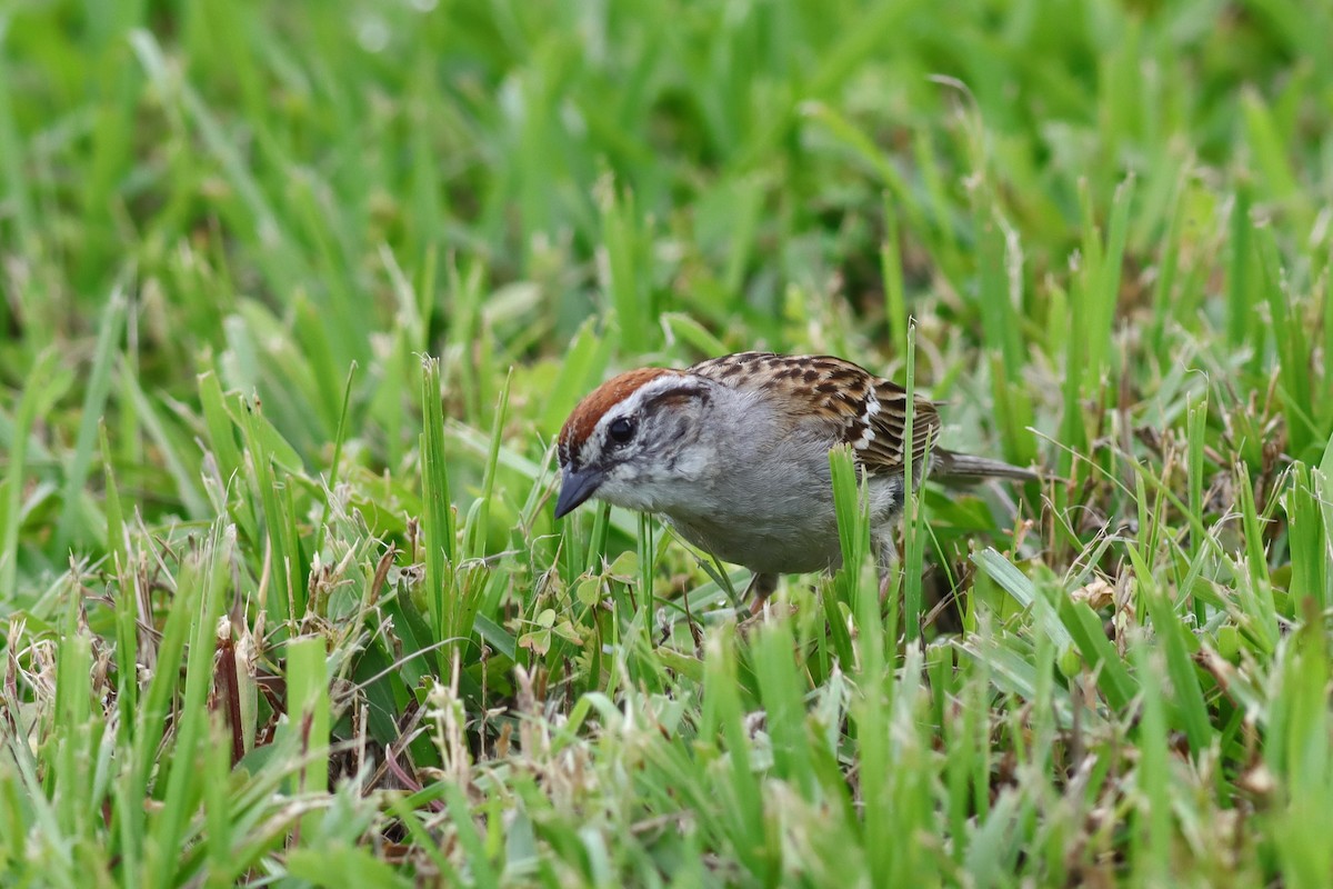 Chipping Sparrow - ML636305874