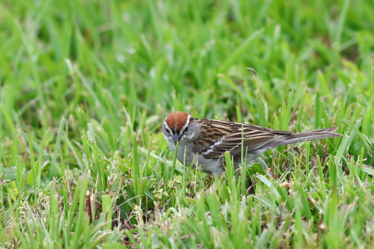 Chipping Sparrow - ML636305875