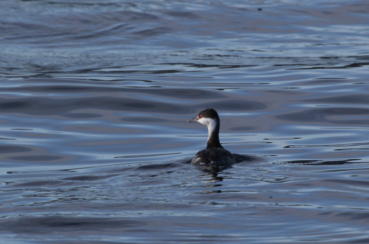 Horned Grebe - ML636305876