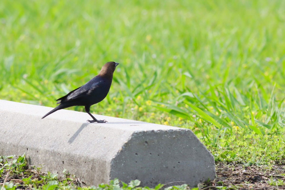 Brown-headed Cowbird - ML636305902