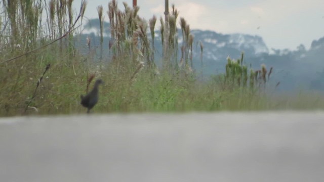 Ash-throated Crake - ML636305913