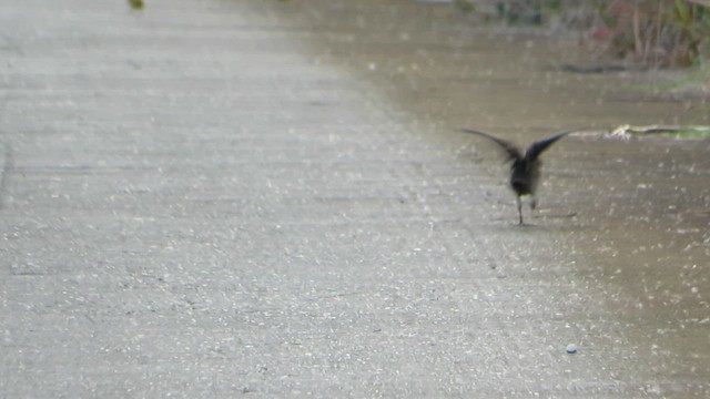 Ash-throated Crake - ML636305915