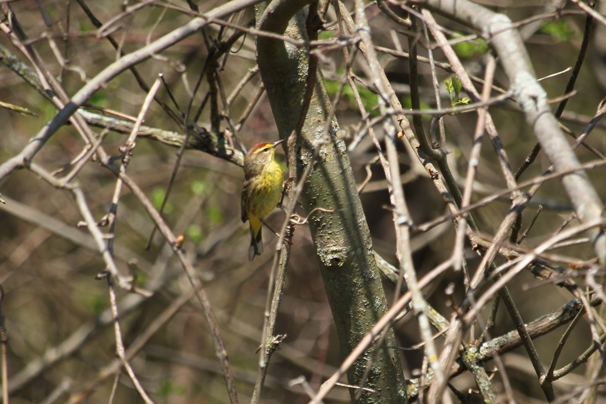 Palm Warbler (Yellow) - ML636305923
