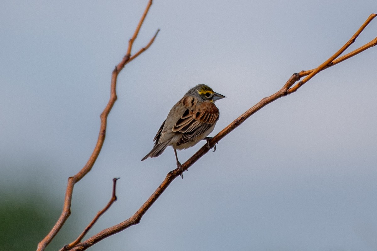 Dickcissel - ML636306022