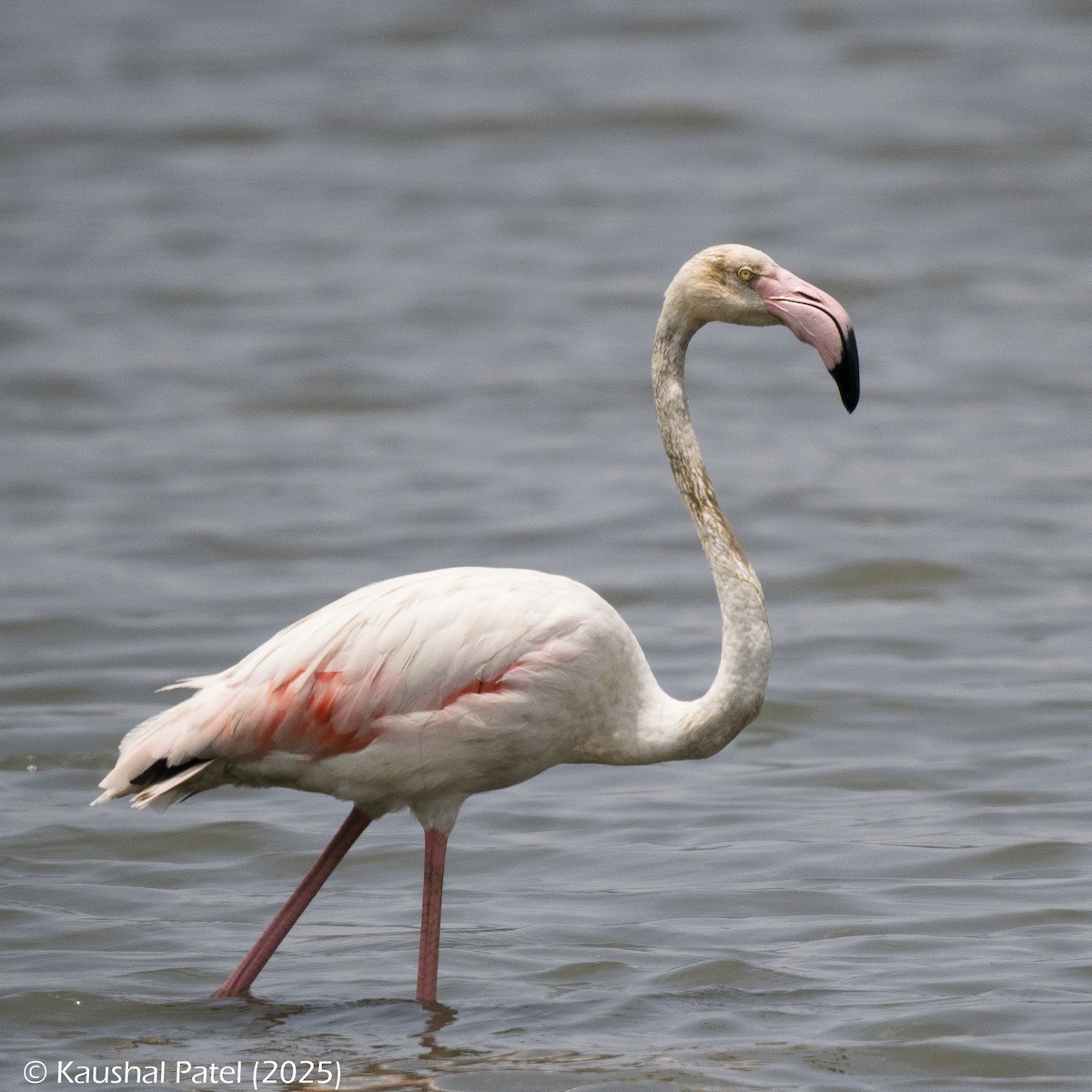 Flamingo - ML636306075