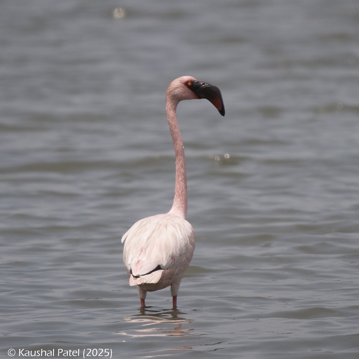 Küçük Flamingo - ML636306083