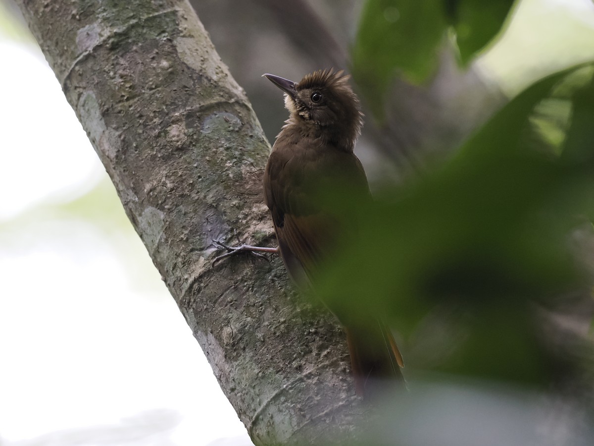 Tawny-winged Woodcreeper - ML636306122