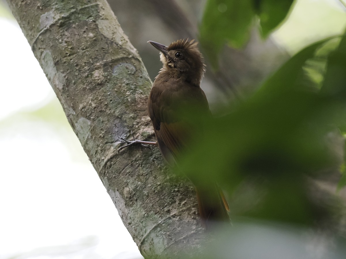 Tawny-winged Woodcreeper - ML636306123