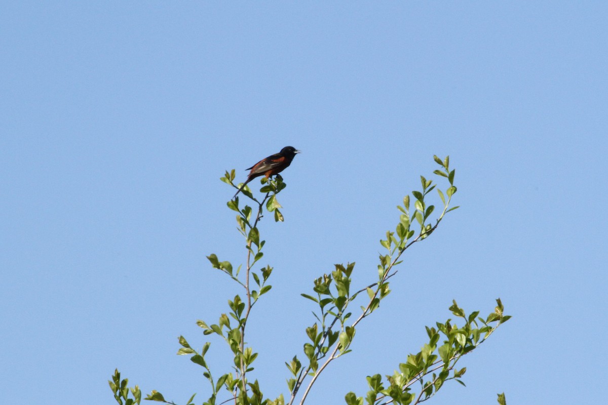 Orchard Oriole - ML636306173