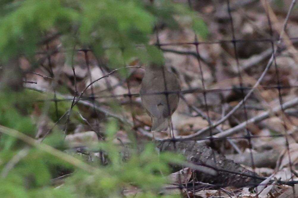 Tordo di Swainson - ML636306328