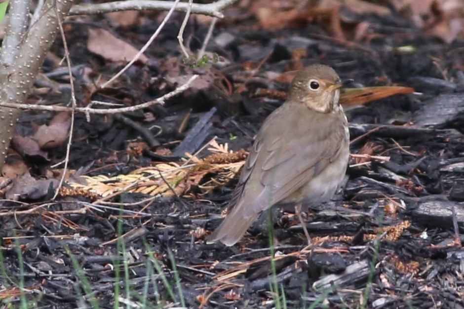 Tordo di Swainson - ML636306335
