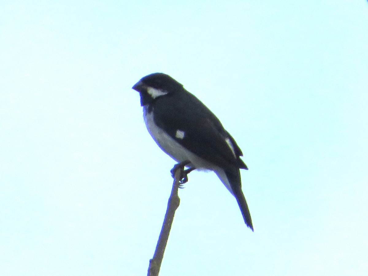 Lesson's Seedeater - ML636306359