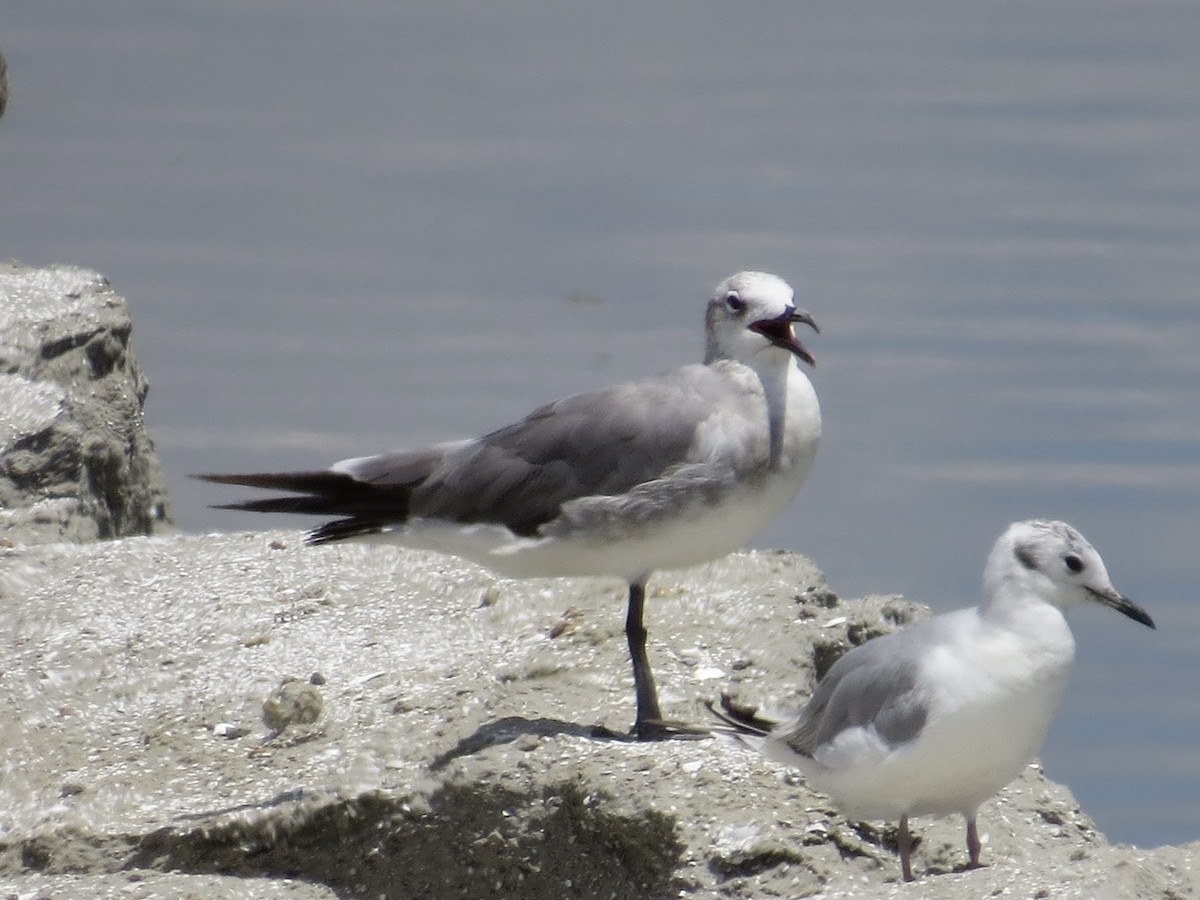 Laughing Gull - ML636306363