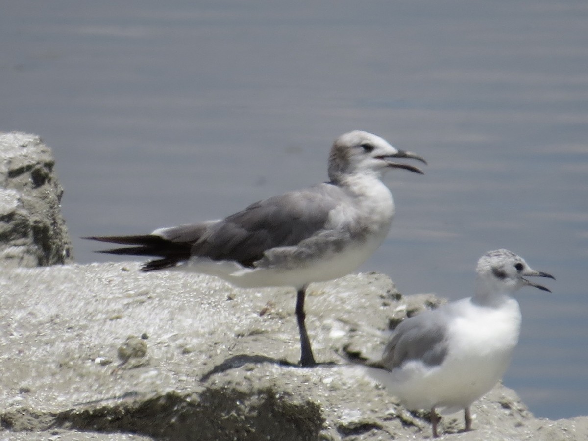 Laughing Gull - ML636306371
