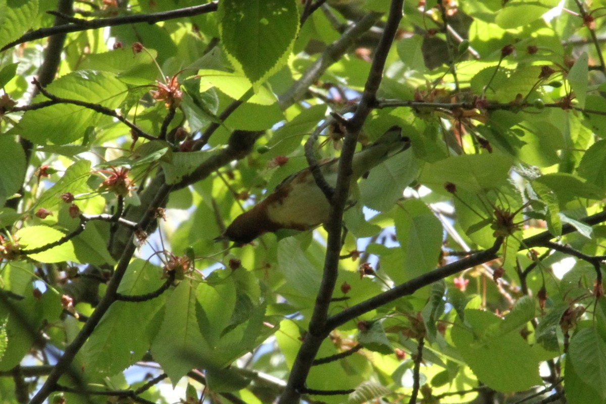 Bay-breasted Warbler - ML636306413