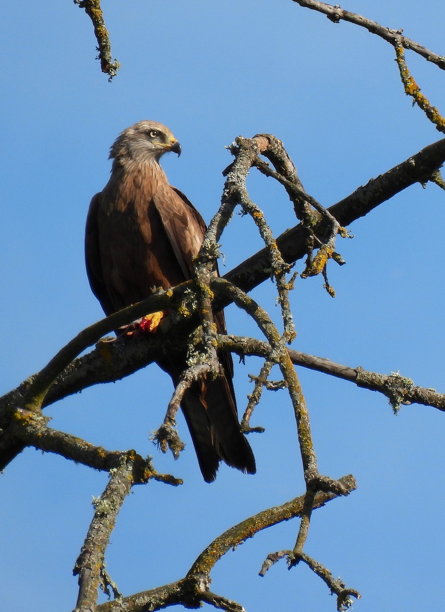 Black Kite - ML636306434