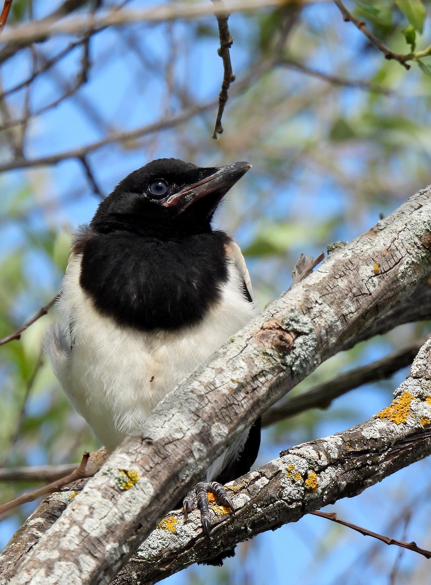 Eurasian Magpie - ML636306465