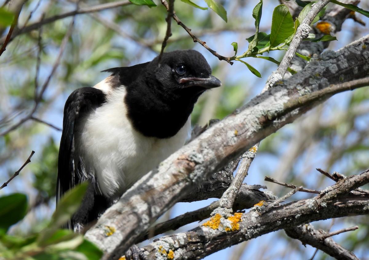 Eurasian Magpie - ML636306466