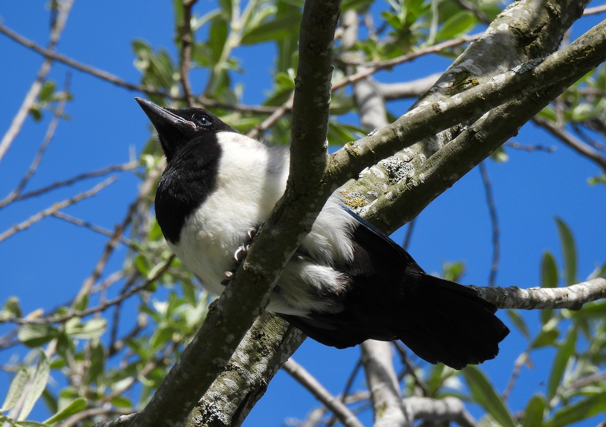 Eurasian Magpie - ML636306467