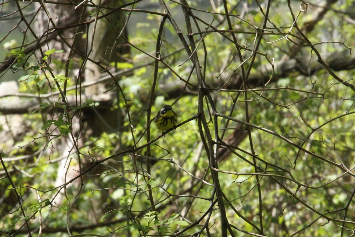 Magnolia Warbler - ML636306475