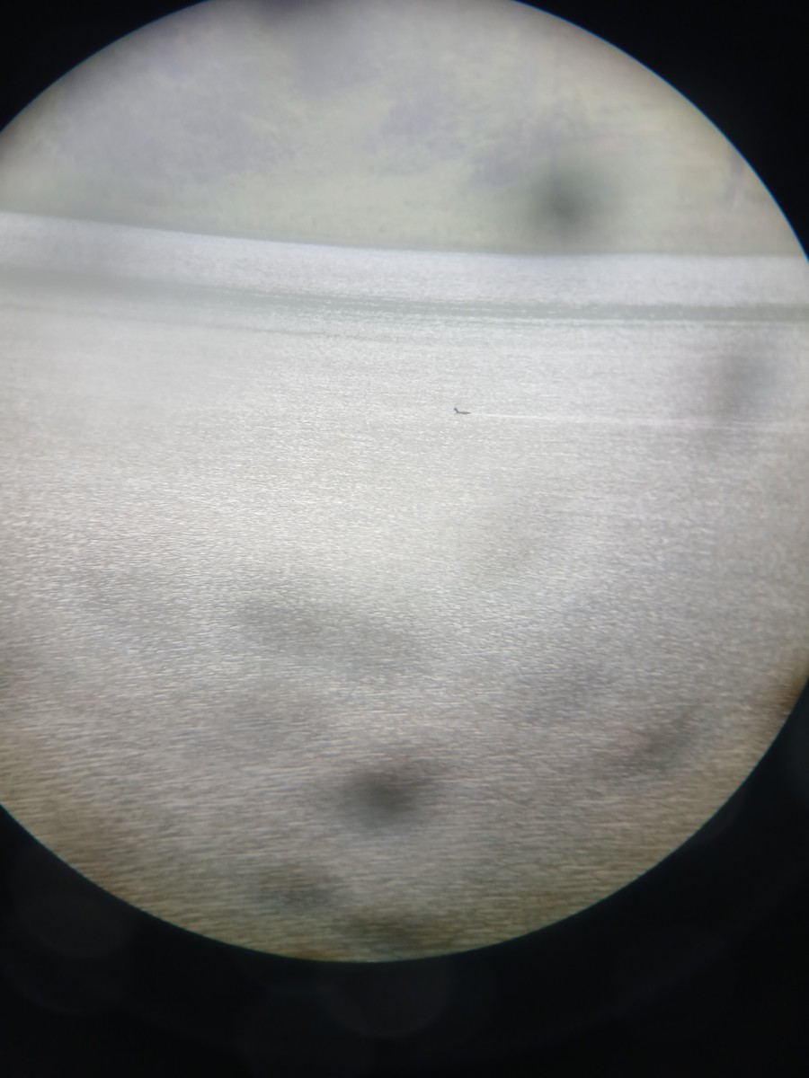 American Coot - ML636306476